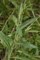 Isatis-tinctoria-06-06-2009-3919