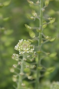 Lepidium-perfoliatum-27-06-2009-6340