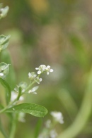 Lepidium-sativum-06-06-2009-3965