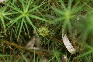 Polytrichum-uliginosum-17-06-2010-0093