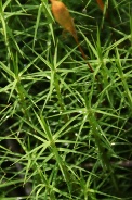 Polytrichum-uliginosum-26-06-2011-9958