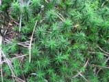 Polytrichum-formosum-2888