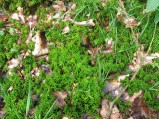 Sphagnum-cuspidatum