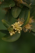 Buxus-sempervirens-11-04-2012-5883