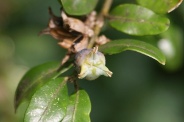 Buxus-sempervirens-28-07-2011-3746