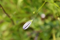 Campanula-persicifolia-07-07-2009-8528