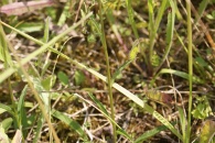 Phyteuma-orbiculare-subsp-tenerum-27-06-2009-6449