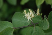 Lonicera-xylosteum-18-04-2011-6932