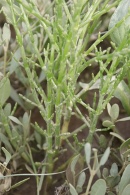 Salicornia-europaea-26-07-2009-1527