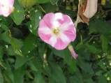 Convolvulus-arvensis-2