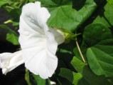 Convolvulus-sepium-2-09-2008-033