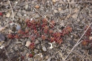 Sedum-album-01-05-2010-7620