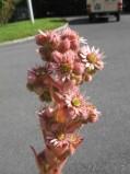 Sempervivum-tectorum3