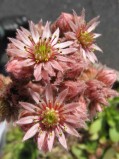 Sempervivum-tectorum5