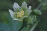 Bryonia-dioica-27-05-2009-2618