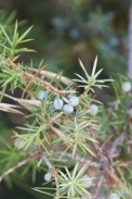 Juniperus-communis-24-06-2009-6107