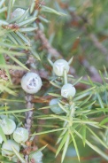 Juniperus-communis-24-06-2009-6109