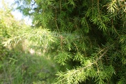 Juniperus-oxycedrus-27-06-2009-6625