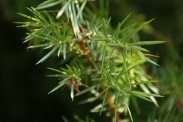 Juniperus-oxycedrus-27-06-2009-6627