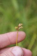 Carex-brizoides-17-07-2011-2561