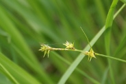 Carex-divulsa-17-06-2010-0063