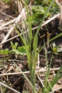 Carex-nigra-13-04-2010-6749