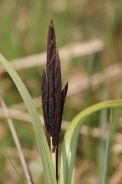 Carex-nigra-13-04-2010-6752