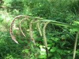 Carex-pendula2