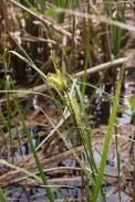 Carex-rostrata-27-04-2011-7377