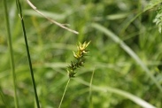 Carex-spicata-30-05-2009-3157