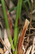 Eriophorum-vaginatum-02-07-2010-2009