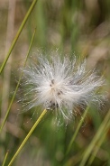 Eriophorum-vaginatum-11-06-2010-9872