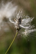 Eriophorum-vaginatum-11-06-2010-9874