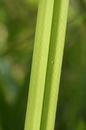 Scirpus-sylvaticus-12-07-2011-1694