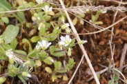 Cerastium-glutinosum-13-04-2010-6957