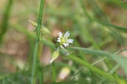 Cerastium-pumilum-22-05-2010-8335