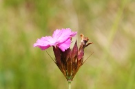 Dianthus-carthusianorum-02-07-2009-7910