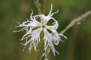 Dianthus-superbus-27-07-2010-2742