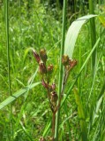 Lychnis-flos-cuculi2