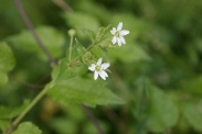 Myosoton-aquaticum-27-07-2010-2907