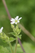 Myosoton-aquaticum-27-07-2010-2917