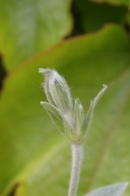 Silene-coronaria-13-06-2009-4894