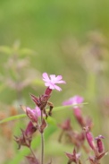 Silene-dioica-05-07-2009-8305