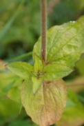 Silene-dioica-05-07-2009-8307