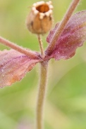 Silene-dioica-05-07-2009-8308