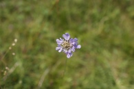 Scabiosa-columbaria-27-06-2009-6538