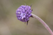 Succisa-pratensis-30-08-2010-4877