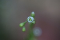 Drosera-rotundifolia-27-06-2009-6289