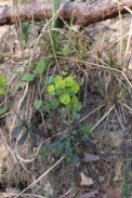 Euphorbia-amygdaloides-25-04-2009-1650