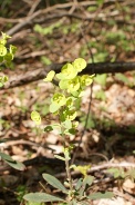 Euphorbia-amygdaloides-25-04-2009-1657